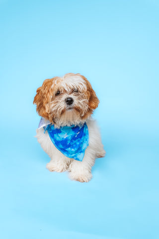 SAPPHIRE SEAS DREAM DOG BANDANA