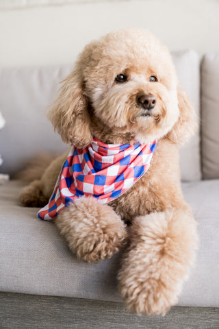 RED, WHITE & TRUMAN DREAM DOG BANDANA