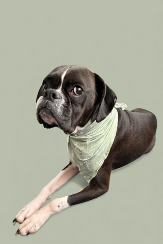 WILDERNESS WONDER DREAM DOG BANDANA