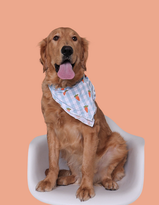 SPRING HARVEST CHECK DREAM DOG BANDANA