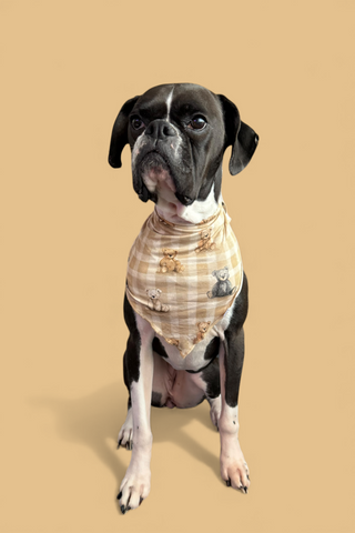 TEDDY CHECK DREAM DOG BANDANA
