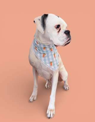 SPRING HARVEST CHECK DREAM DOG BANDANA