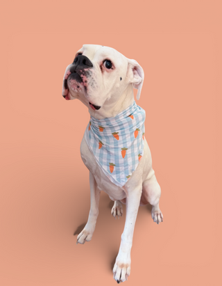 SPRING HARVEST CHECK DREAM DOG BANDANA