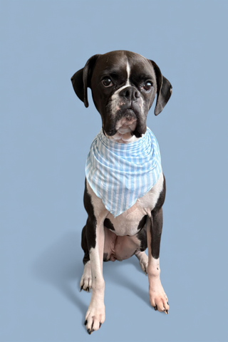 SEASIDE STRIPE DREAM DOG BANDANA